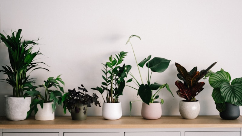一人暮らしで観葉植物を小さく始めるなら?初心者でも続けやすい選び方と飾り方ガイド