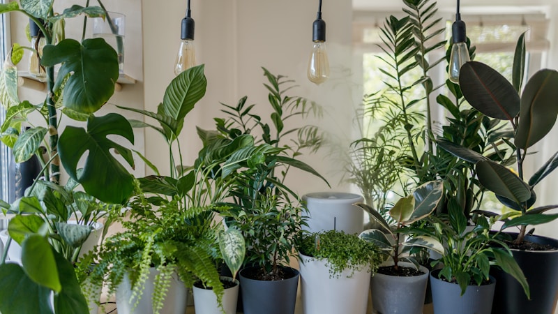一人暮らしで観葉植物を小さく始めるなら?初心者でも続けやすい選び方と飾り方ガイド